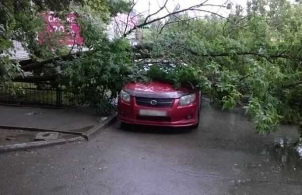 ГИБДД просит волгодонцев не парковать автомобили под деревьями и быть внимательнее