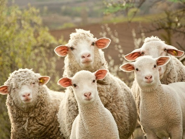 84 овцы без паспорта были задержаны по пути из Орловского района в Адыгею