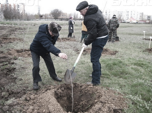 65 тысяч деревьев и кустарников высаживали в Волгодонске 35 лет назад