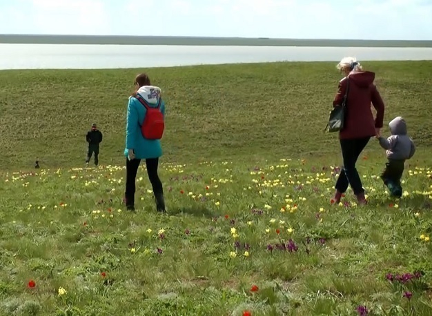 Массовое цветение диких тюльпанов у озера Маныч снял на видео житель Волгодонска