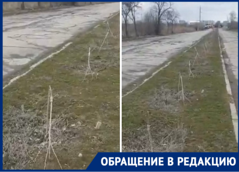 Вандалы сломали свежепосаженные тополя на Весенней в Волгодонске