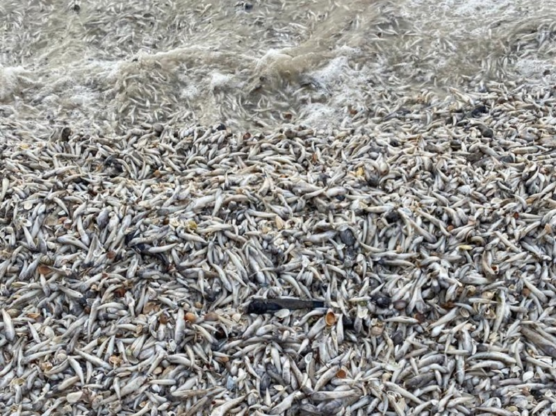 Волгодонцы зафиксировали массовую гибель рыбы в районе «третьей балки»