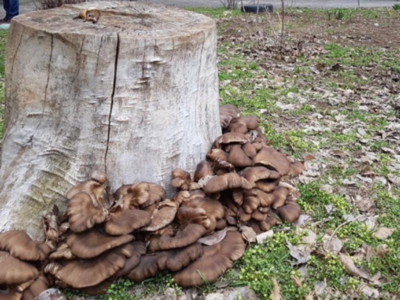 Житель Волгодонского района отравился дикорастущими грибами