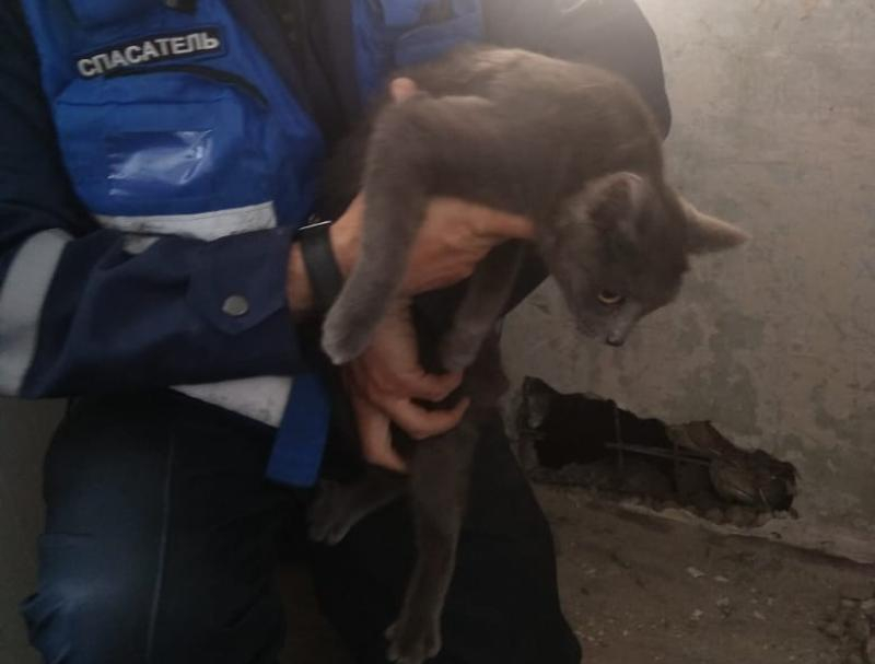 Провалившуюся в вентиляционную шахту кошку спасли в Волгодонске