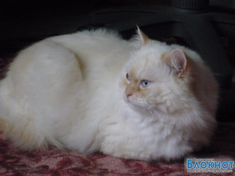Пушок - 54-й участник конкурса «Самый красивый кот Волгодонска»