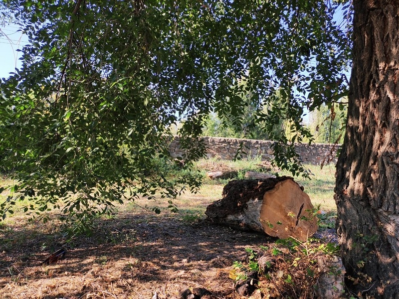 На больших стройках в Волгодонске определили максимальный срок посадки деревьев