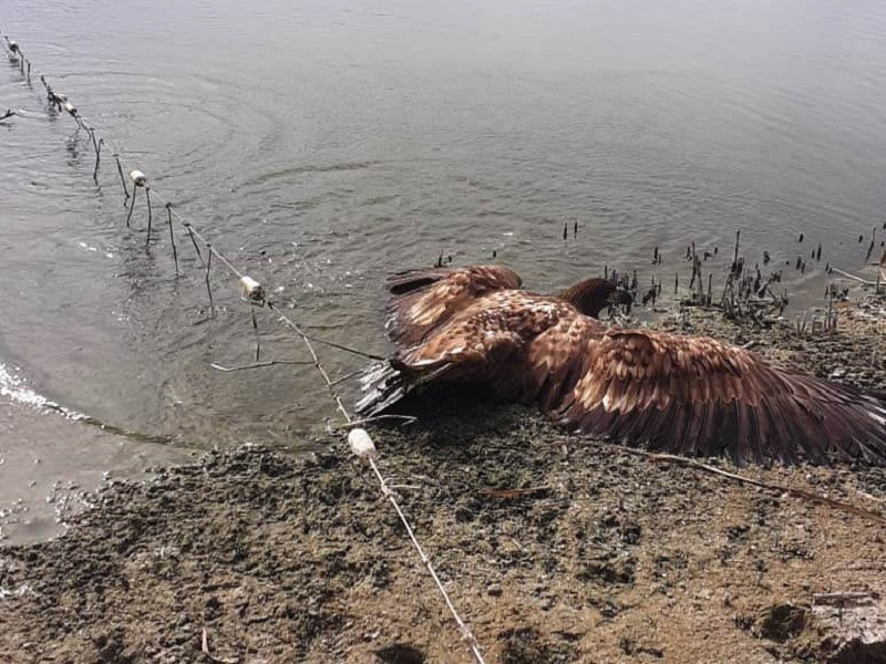 «Кабан погиб, орлан выжил»: на Цимлянском водохранилище животные угодили в браконьерскую ловушку с крючьями