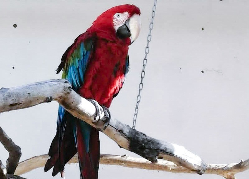 Связь в южном парке птиц «Малинки» стала лучше