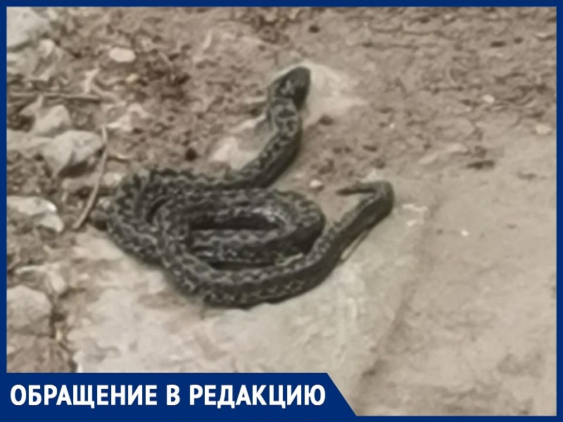 «В городе появились огромные змеи, смотрите под ноги»: волгодончанка
