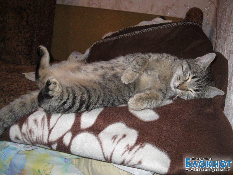 Ёжик — 53-й участник конкурса «Самый красивый кот Волгодонска»