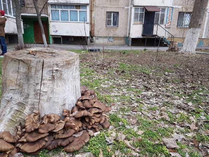 Житель Волгодонска отравился дикорастущими грибами, которые собрал возле дома