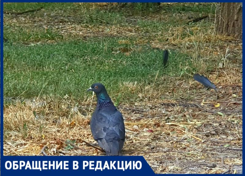 «Птицы еле выживают в такую жару»: сердобольная волгодончанка приносит воду для птиц в Парк Победы