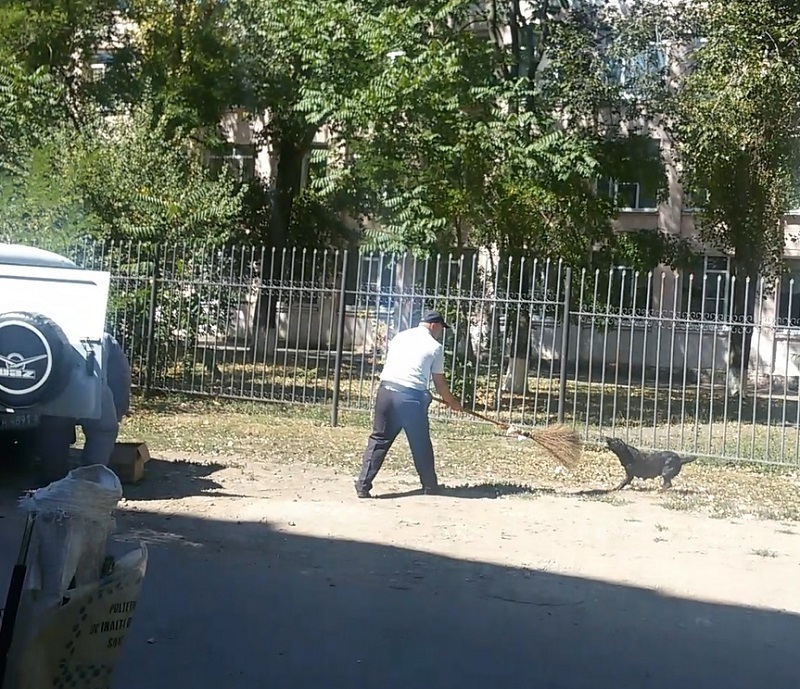 В Волгодонске злая собака покусала трех человек и ушла от полицейской погони