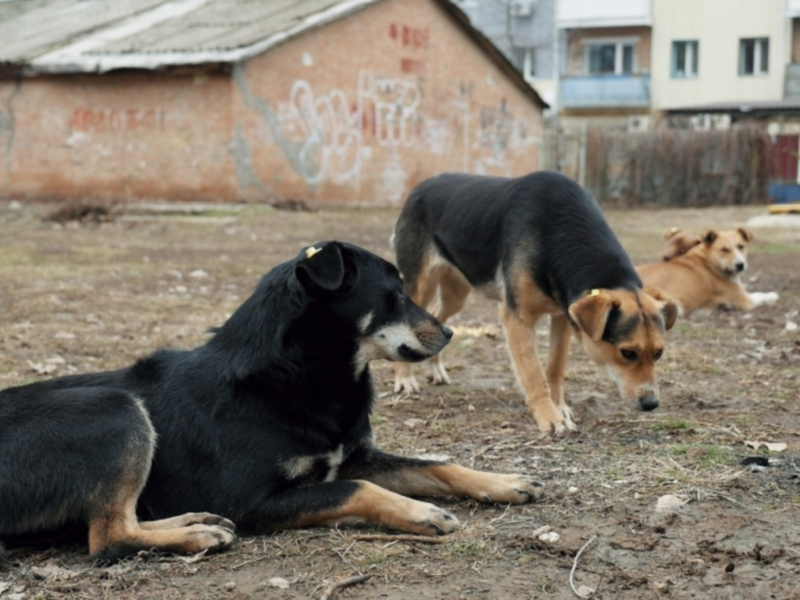 «Метод неэффективен»: власти Волгодонска о комплексе мер по отлову и возврату бродячих собак