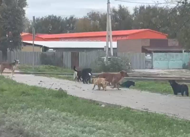 Порядка двухсот бездомных собак было отловлено в Волгодонске в этом году