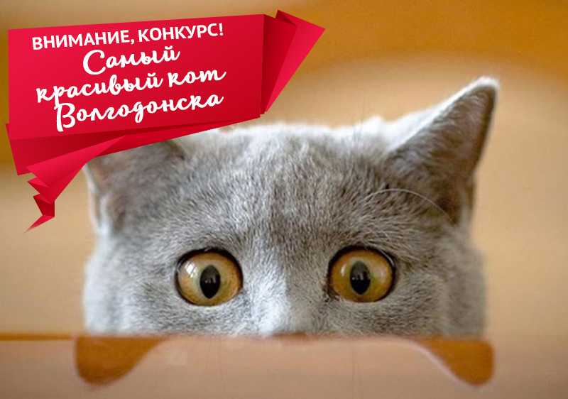 28 марта - последний день приема заявок на участие в конкурсе «Самый красивый кот Волгодонска»