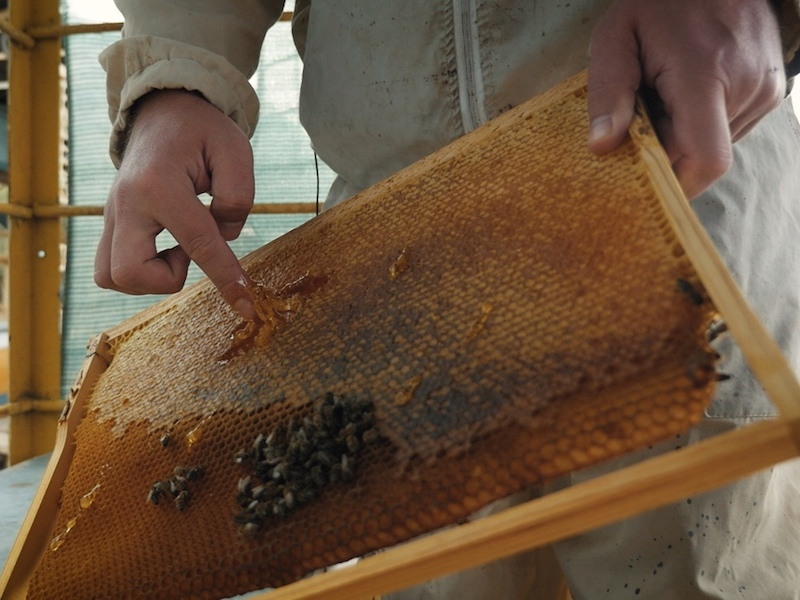 Жидкое золото природы: как заставить пчел делать «правильный мёд»