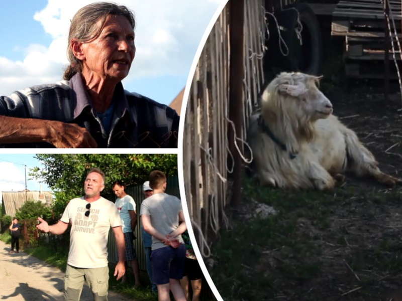 Соседи на тропе войны: как 25 коз стали причиной драк, увечий и судебных споров в «Волгодонском садоводе»