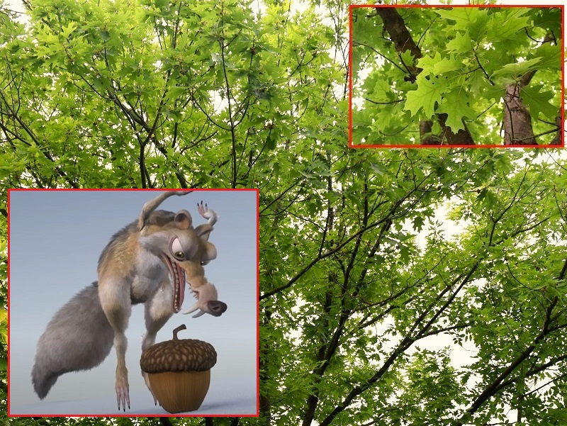 «Огненный» дуб и «сосна» с шелковой хвоей: какие необычные деревья сохранились в дендрарии Волгодонска