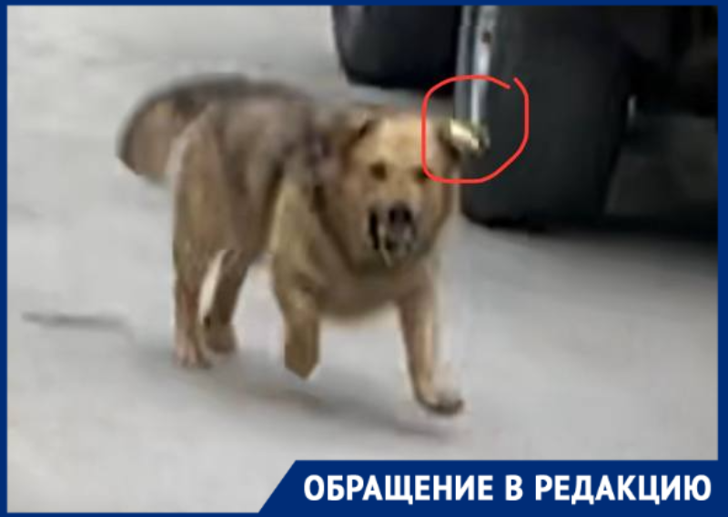 «Страшно жить с ними по соседству»: агрессивные собаки терроризируют жителей Ленина в Волгодонске