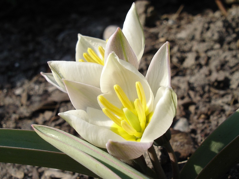 Удивительный двуцветковый тюльпан можно увидеть весной к юго-востоку от Волгодонска