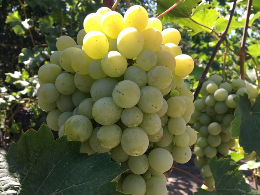 Как подвязать виноград на дачном участке 