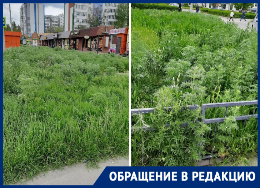 «Рай для аллергиков»: волгодонцы просят скосить амброзию в новой части Волгодонска 