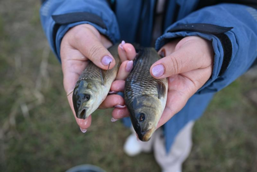В Цимлянском море стало почти на миллион больше  мальков сазанов и белого амура 