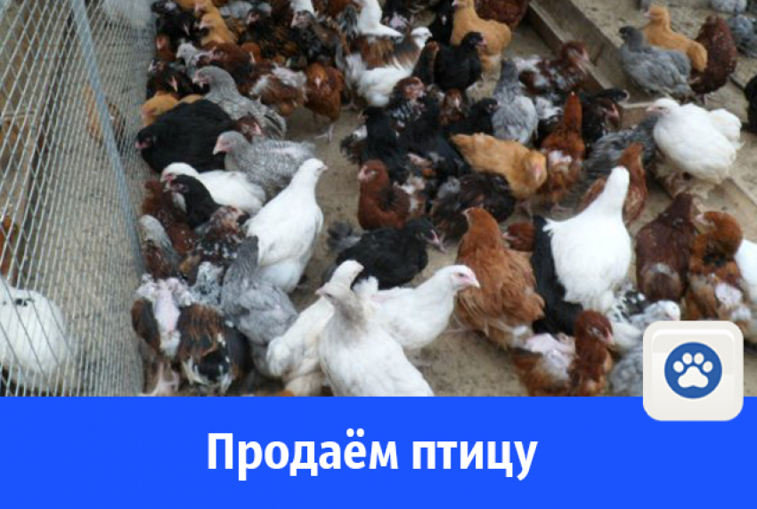 В Волгодонске продают птицу 