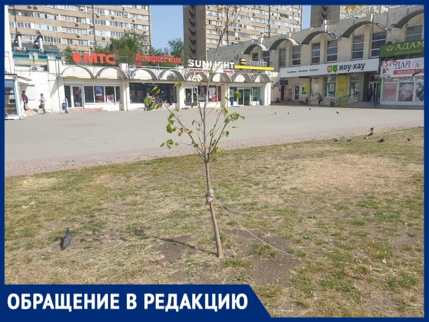 «Липы умирают на глазах»: на торговой площади из-за отсутствия полива гибнут деревья 