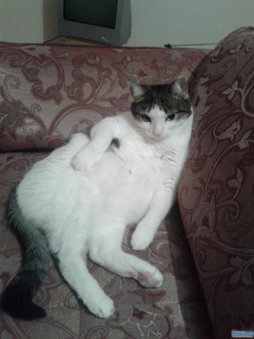 Маркиз — 45-й участник конкурса «Самый красивый кот Волгодонска»