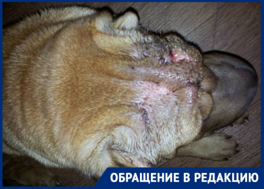 «Мина замедленного действия»: две бойцовские собаки напали на волгодонца и шарпея в «новом» городе