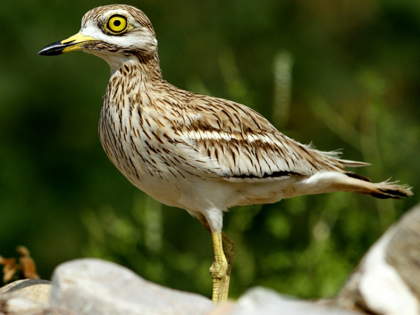 Под Цимлянском живет редчайшая птица, которая любит песок