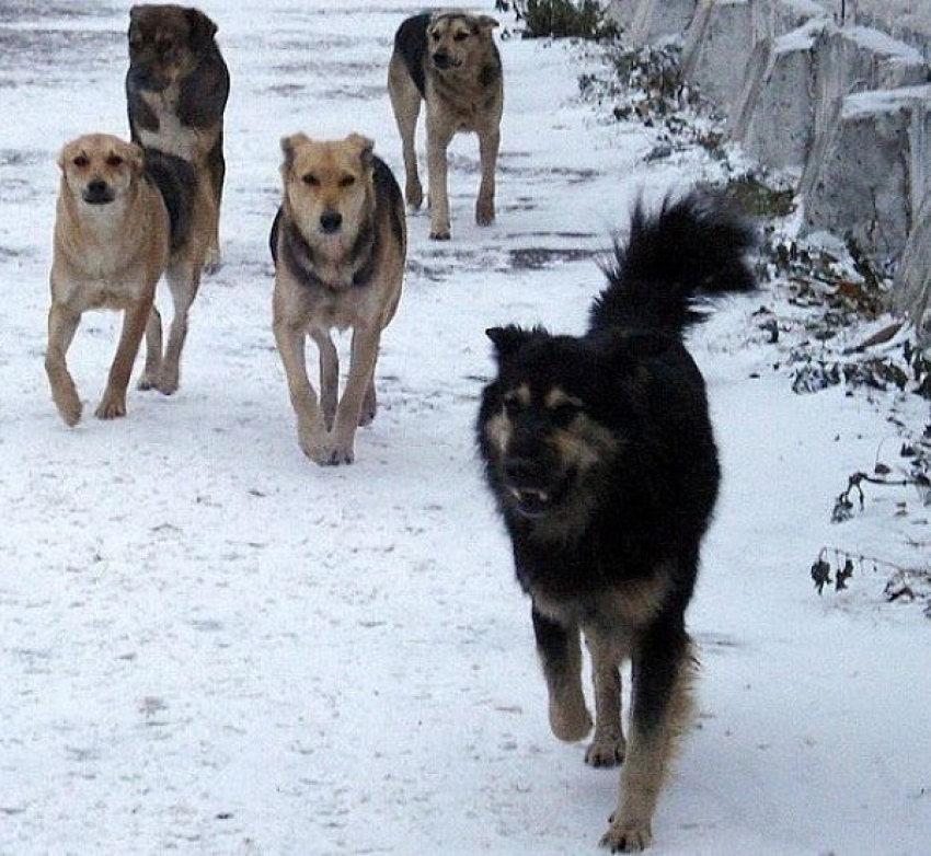 На отлов 1640 бродячих собак в Волгодонске хотят потратить 2 миллиона рублей
