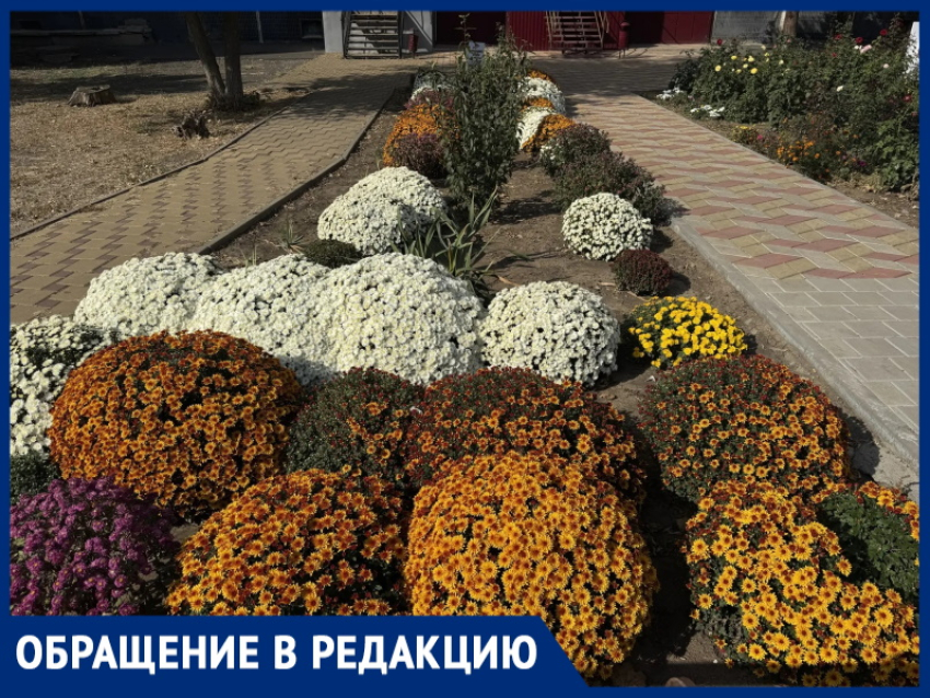 «Частники украшают Волгодонск лучше городских служб?»: жительница восхитилась клумбой на Строителей