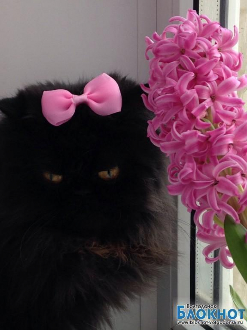 Бася - 72-я участница конкурса «Самый красивый кот Волгодонска»