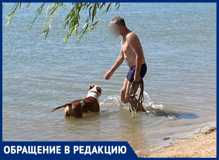 Человек с бойцовской собакой вызвал панику на городском пляже Волгодонска