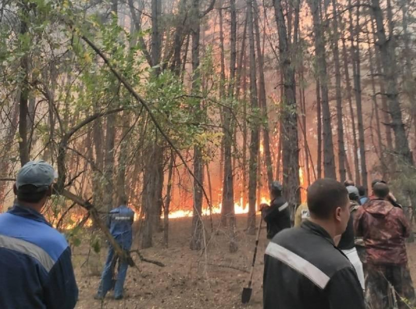 В лесах Волгодонска завершился пожароопасный сезон