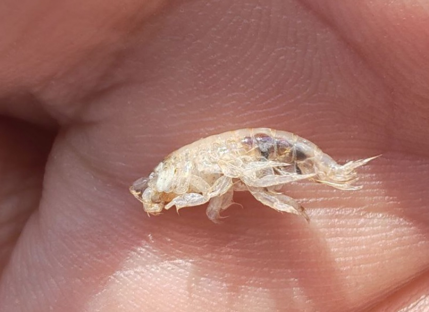 Почему нашествие рачков-бокоплавов в Цимлянском водохранилище хорошо для людей