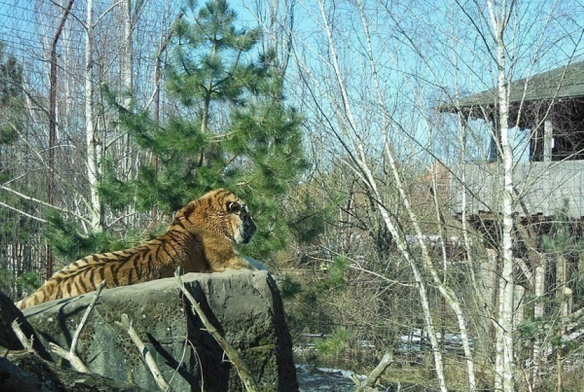 Волгодонцам предлагают  гектар под дачу рядом с тигрой  