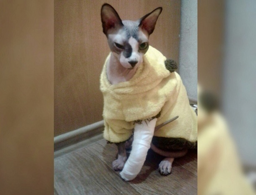 Невезучий кот: неудачное падение привело к оперативному вмешательству ветеринаров
