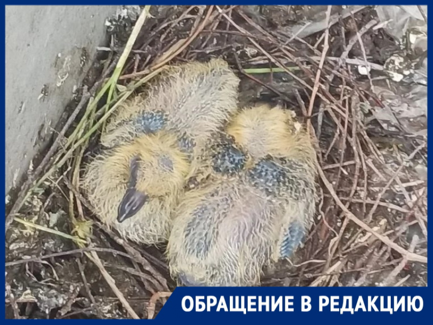 «На балконе вылупились птенцы голубей»: горожанка просит совета, как отвадить пернатых 