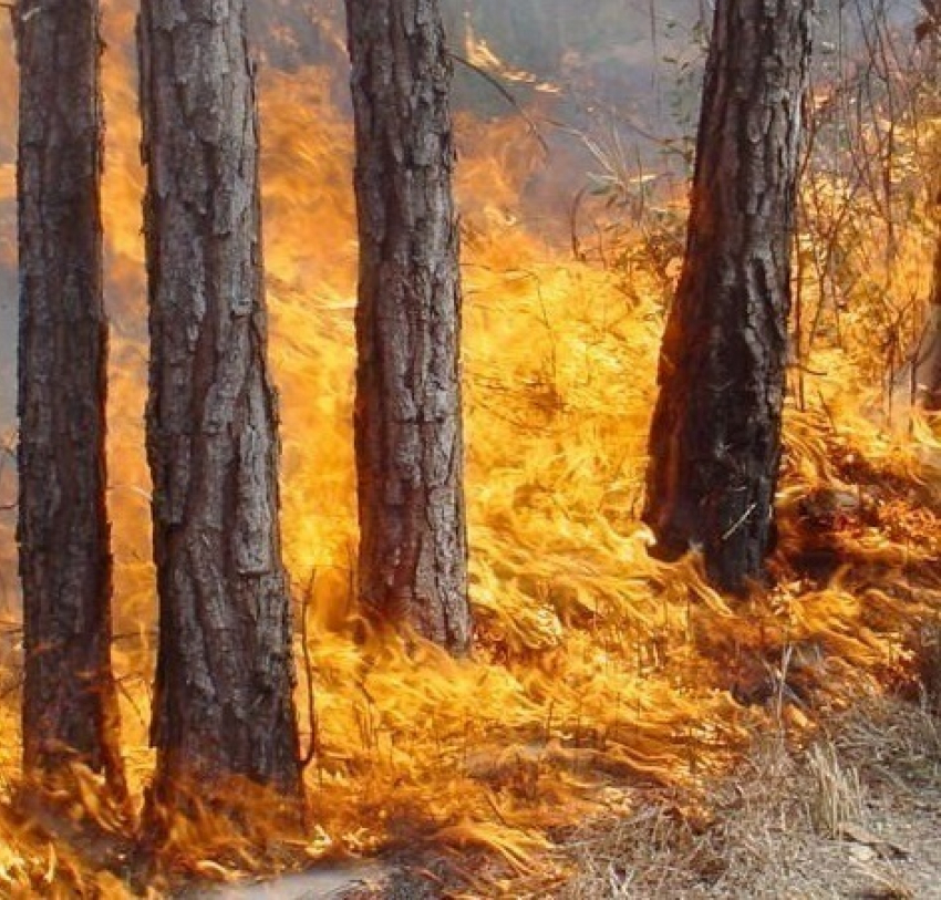 Из-за высокой пожарной опасности свободный доступ в леса в окрестностях Волгодонска вновь ограничили