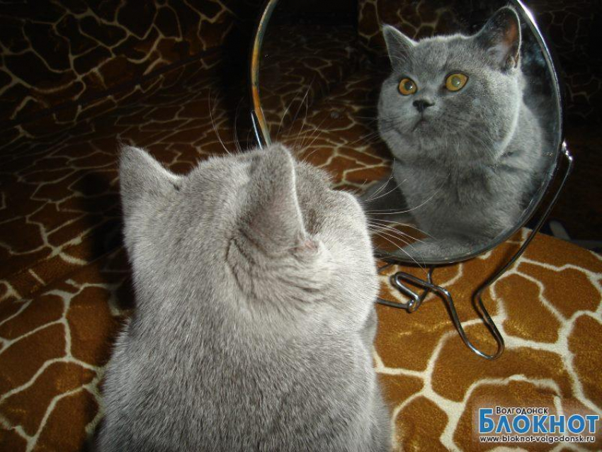 Мила - 57-я участница конкурса «Самый красивый кот Волгодонска»