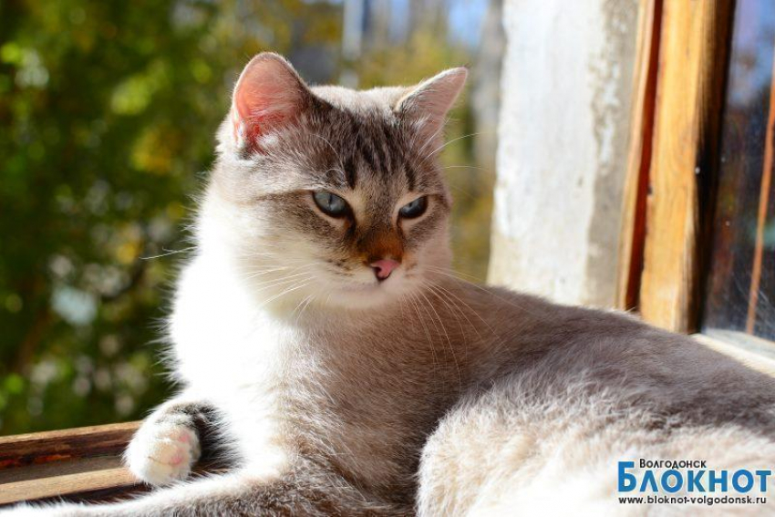 Тошка - 56-й участник конкурса «Самый красивый кот Волгодонска»