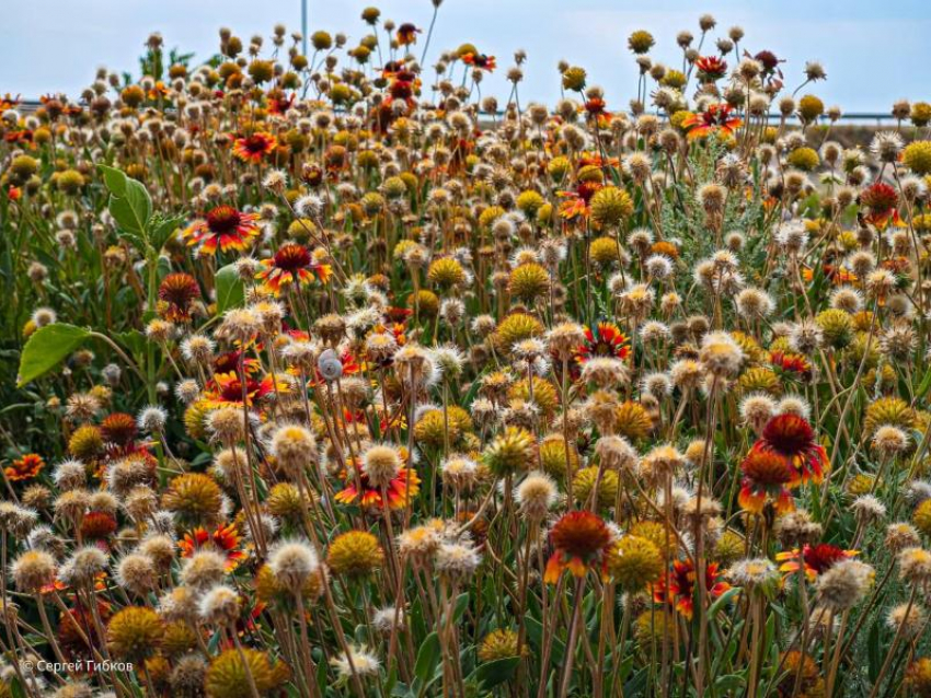 Жаркие дни в Волгодонске продолжаются