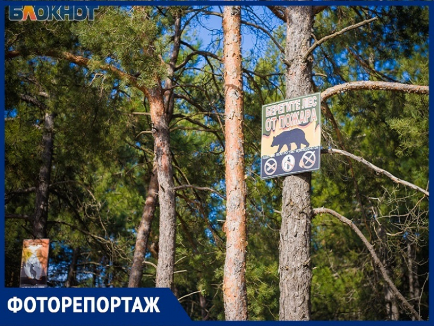 Уникальный сосновый бор рядом с Волгодонском стал популярным местом отдыха горожан