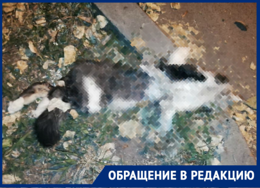 Стая бездомных псов разорвала кошку на улице Лермонтова, - волгодончанка 