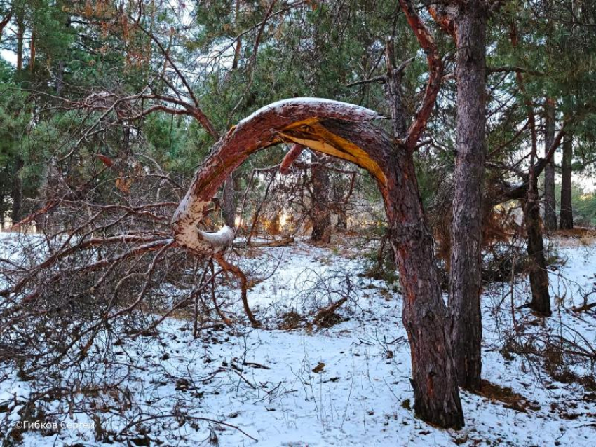 Зимняя сказка в Сосенках: фотограф Сергей Гибков раскрыл красоту соснового леса близ поселка
