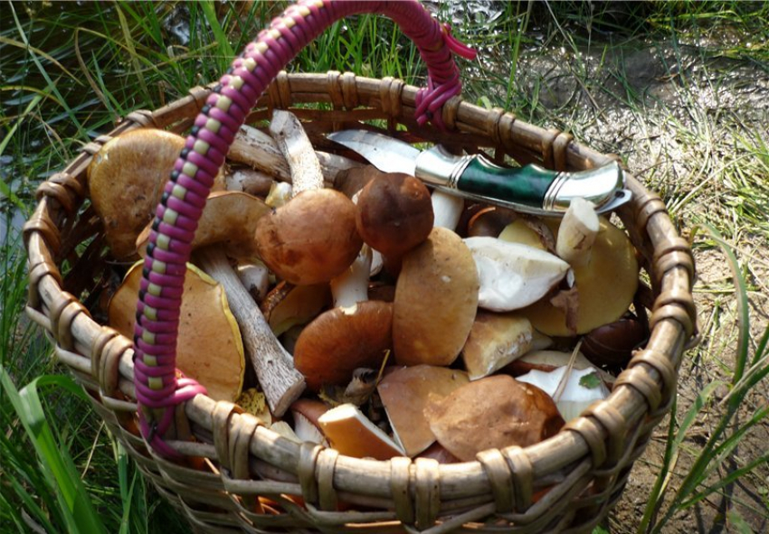 Семья из Волгодонска отравилась собранными в лесу грибами